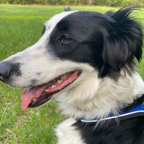 Meet your Posher, Vivian - Picture 1 of 1